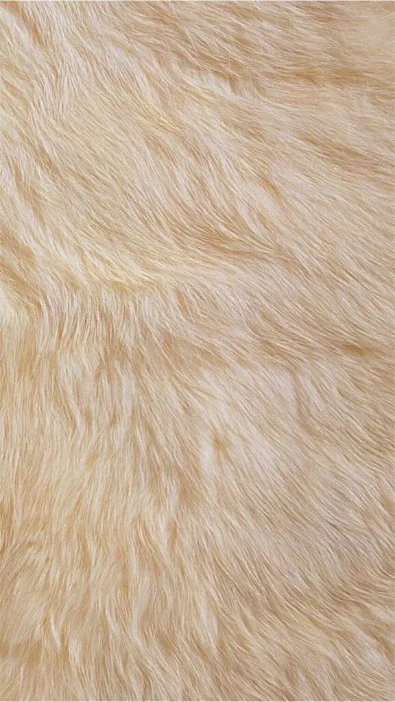 Vải lông thỏ là gì